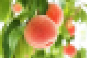 food080