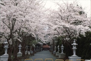 sakura